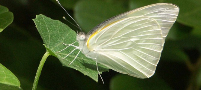 South Florida Butterflies Losing Ground