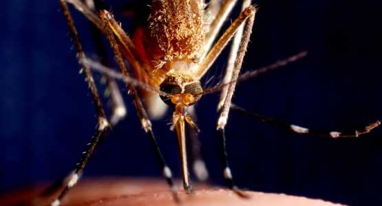 Monster Mosquitoes? Protect Yourself This Summer!