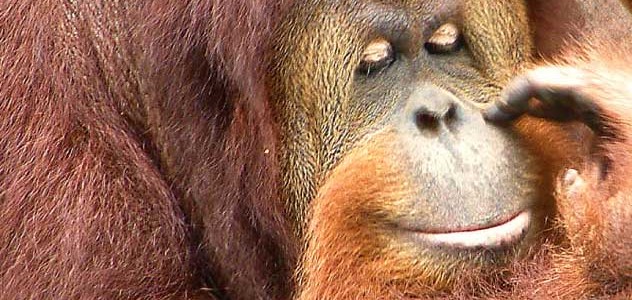 Florida’s “Great Ape Heaven” Wauchula’s Center for Great Apes Sets the Bar for Chimpanzee and Orangtutan Sanctuaries