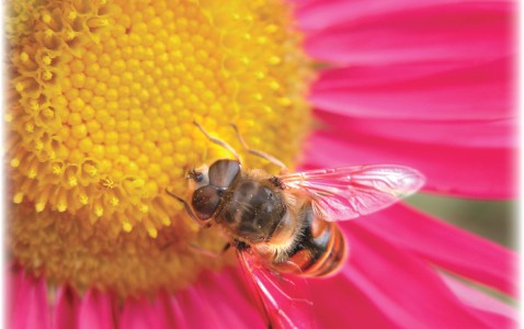 Pollinators on Trial
