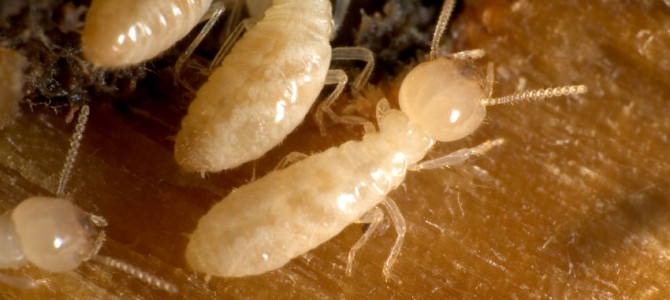 Preventative Green Termite Solutions – Protect Your Home and Planet