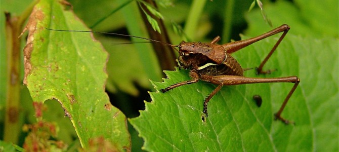 Man Releases 1,000 Crickets in His Garden – Neighbors Not Happy!
