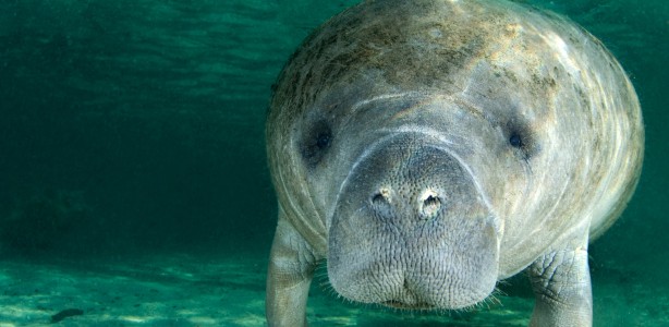Is the Manatee Our Canary in the Coal Mine?