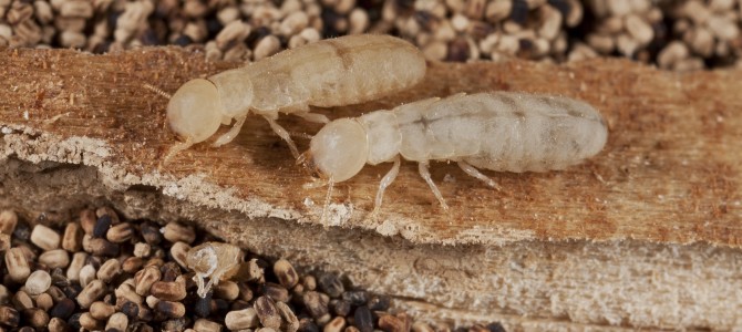 Termite Awareness: What you need to know to protect your home!