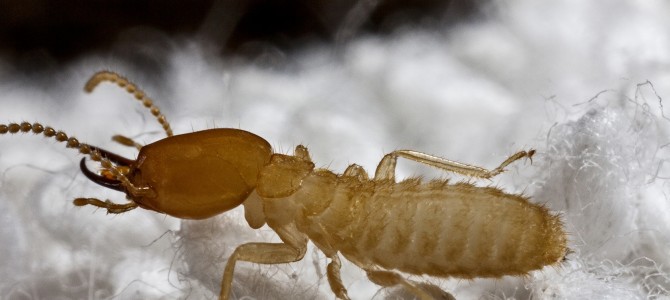 Threats of a South Florida “Super Termite” Invasion