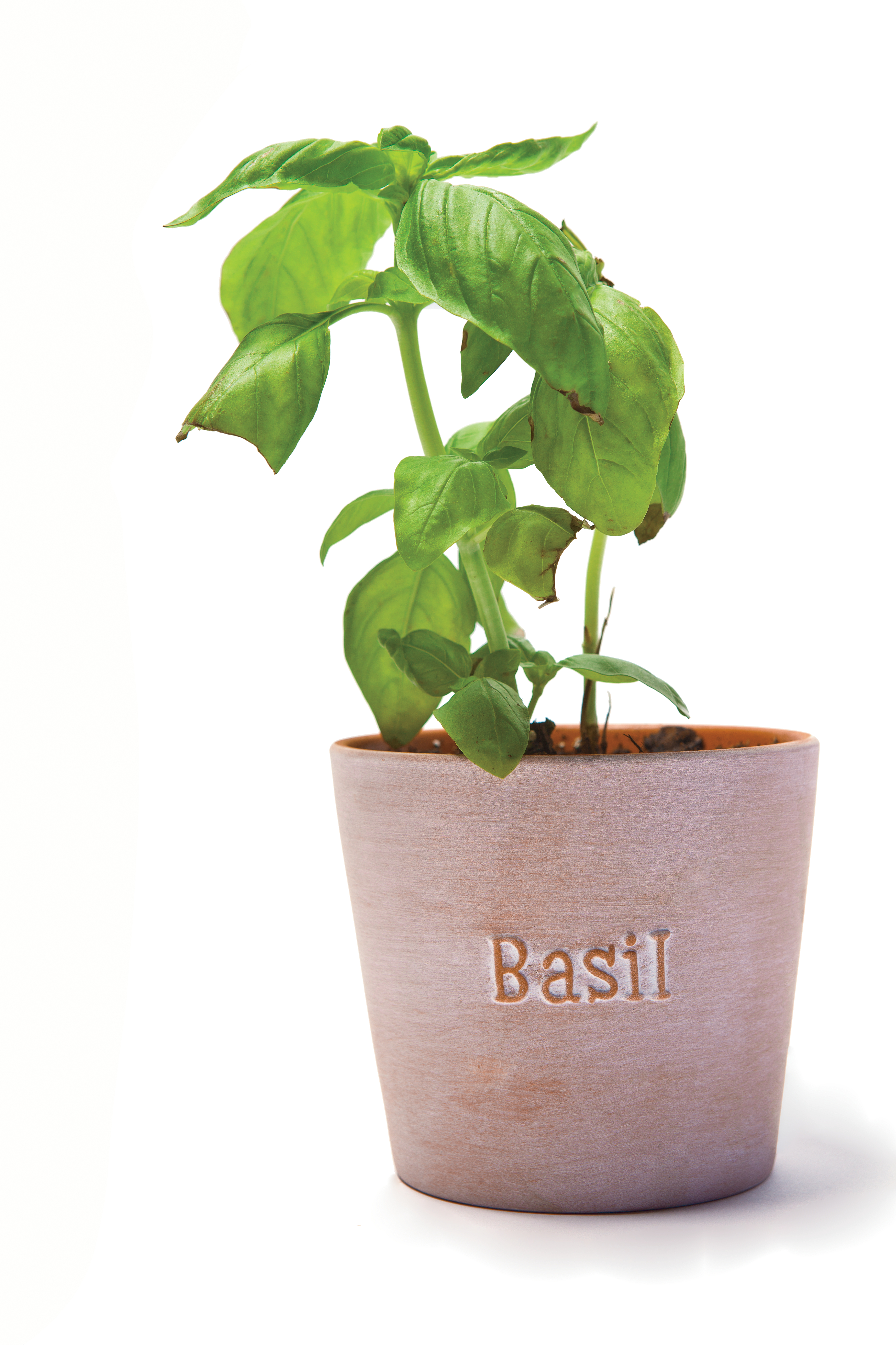 basil.jpg