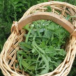 arugula-harvest