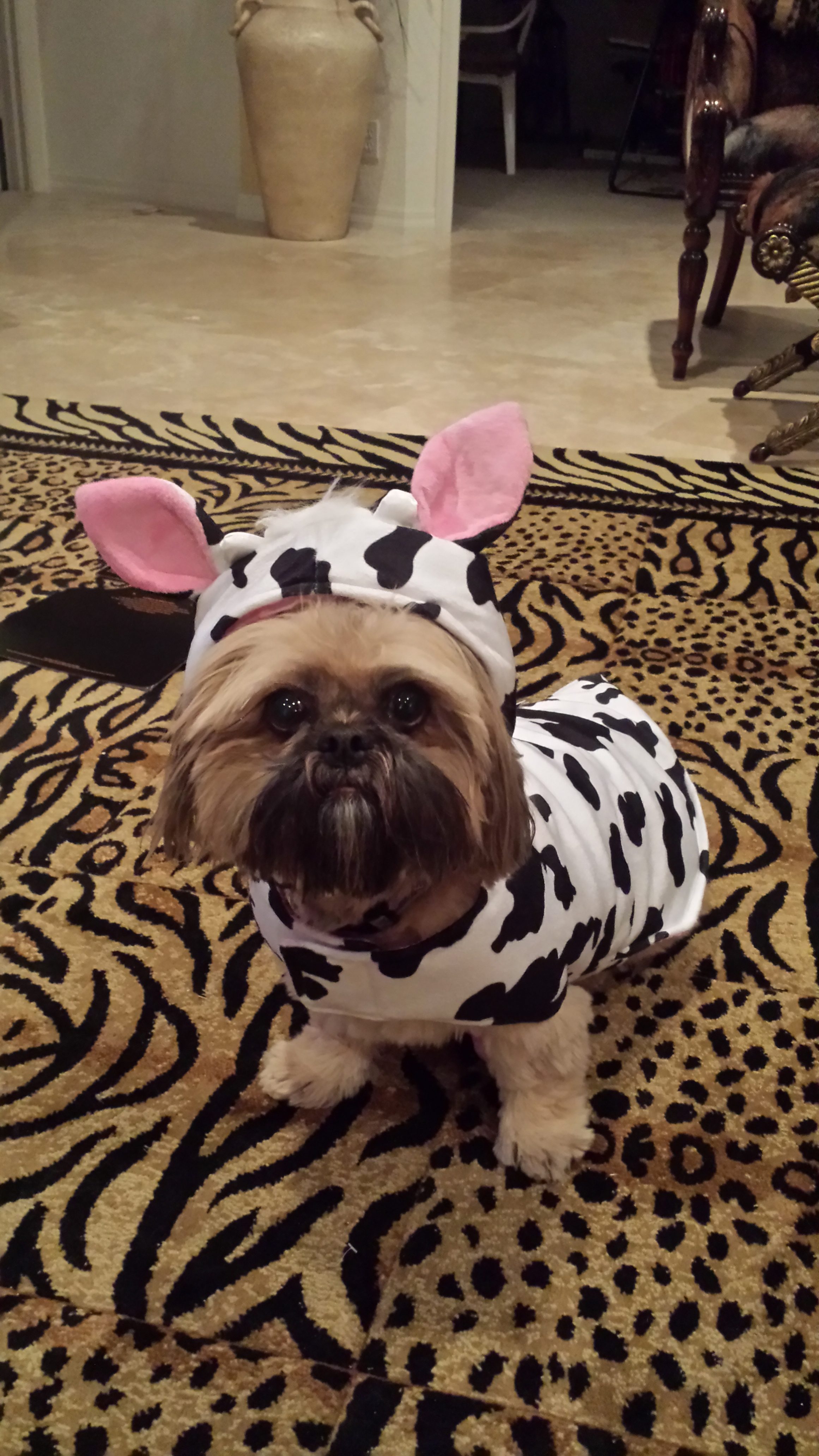 20140927_221850lou costume cow