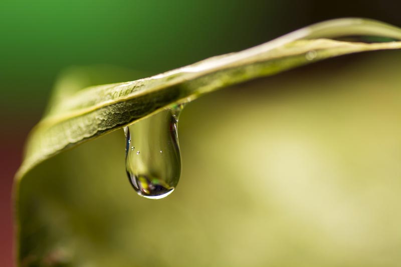 Cactus Water From Leaf