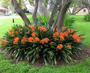 Clivia-miniata