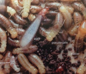 beetles vs powderpost termites termite nn frass holes fecal