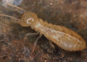 NN termite_6
