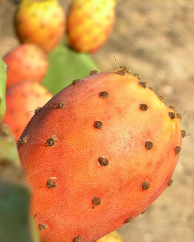Orange Cactus