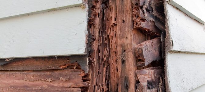 Termite Protection Is at the Top of the List