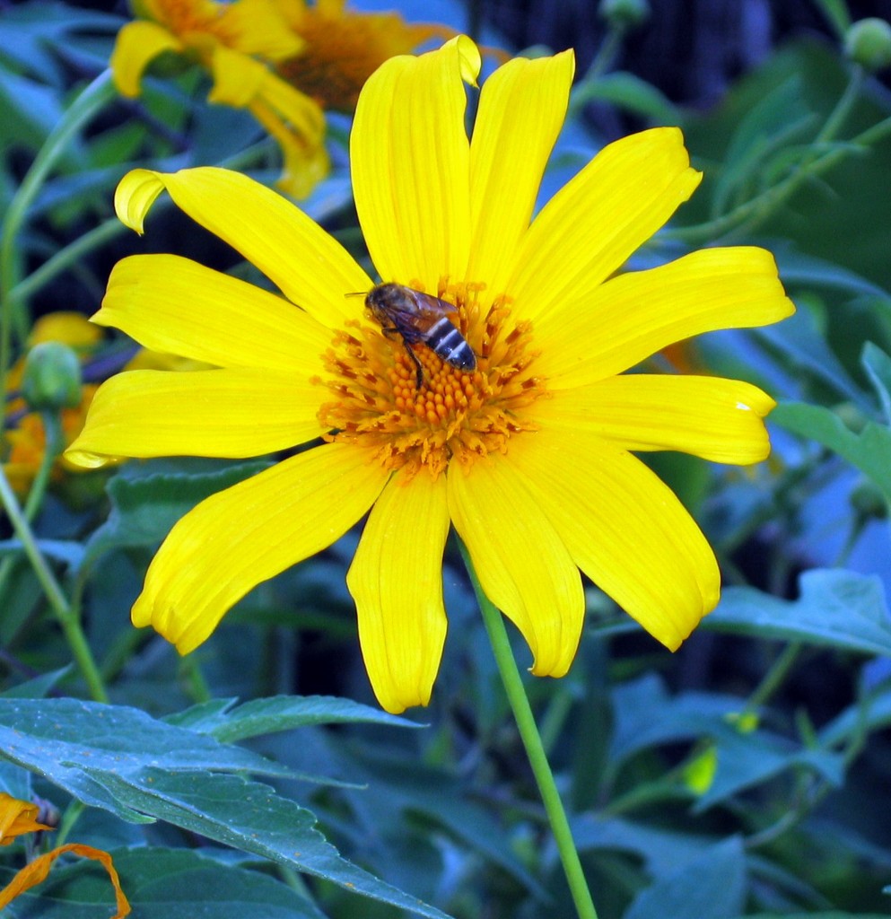 bee on flower