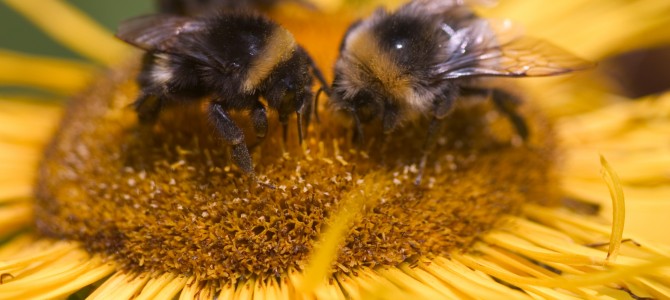 The Secret Death of Bees