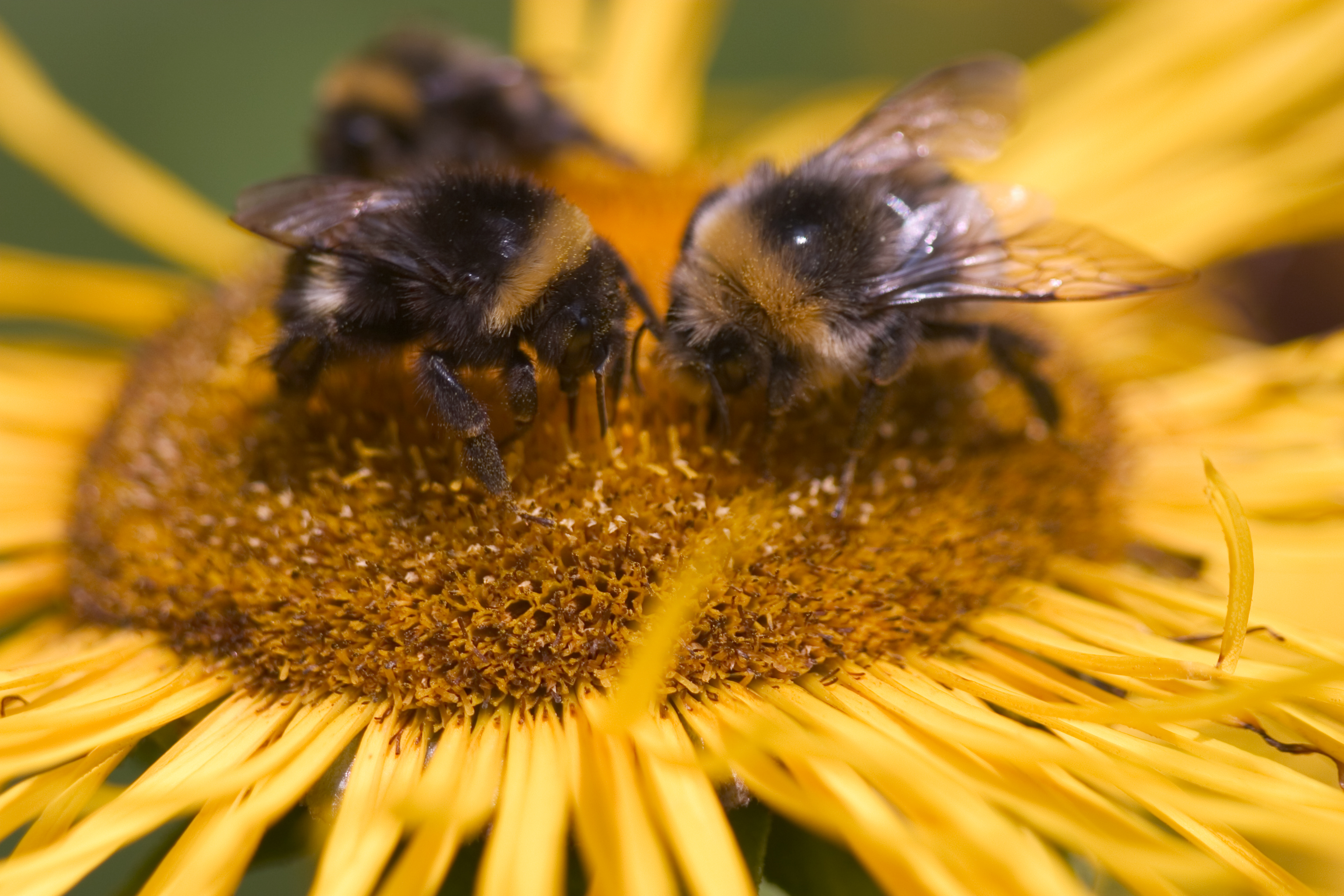 bees swarm