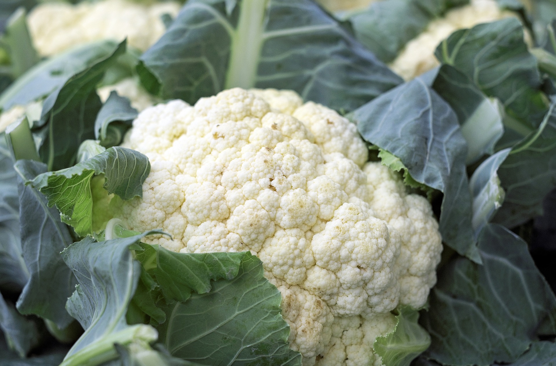 cauliflower-1465732_1920 (002)