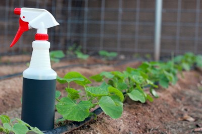 Is There Such a Thing as Non-Toxic Pesticides?
