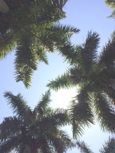 palms