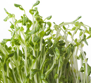 pea-sprouts