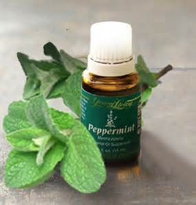 Peppermint Essential Oil: Profile of a Powerful Plant