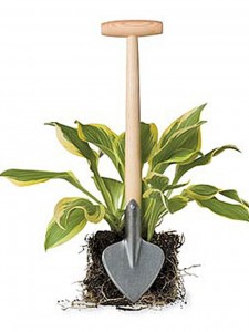 shovel and plant