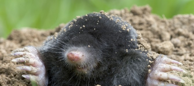 Digging for Moles