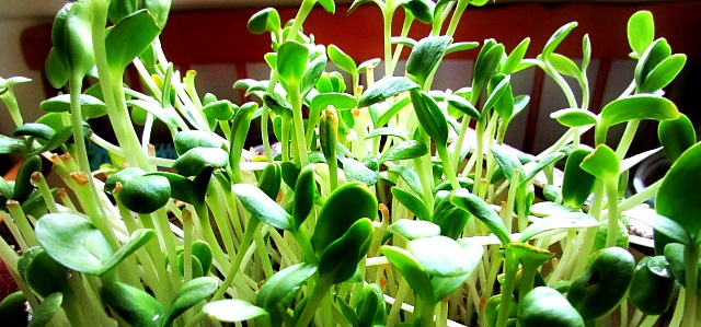 Sunflower, Pea, Broccoli and Buckwheat Sprouts