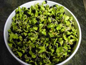 sunflower sprouts