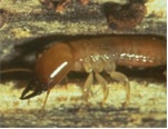 A Safe and Easy Termite Treatment