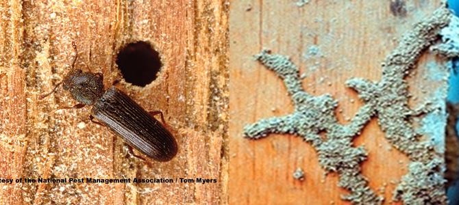 Termites vs. Powderpost Beetles
