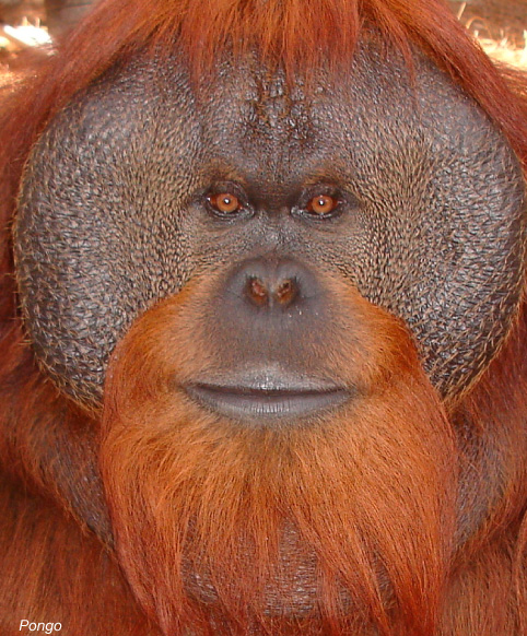 Florida’s “Great Ape Heaven” Wauchula’s Center for Great Apes Sets the ...