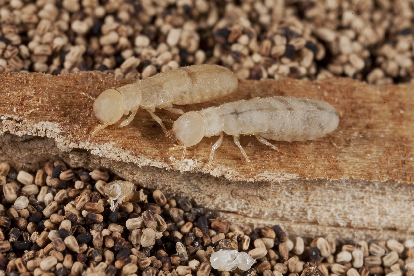 Termite Awareness What You Need To Know To Protect Your Home Our