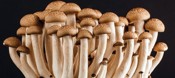 Make Room for Mushrooms